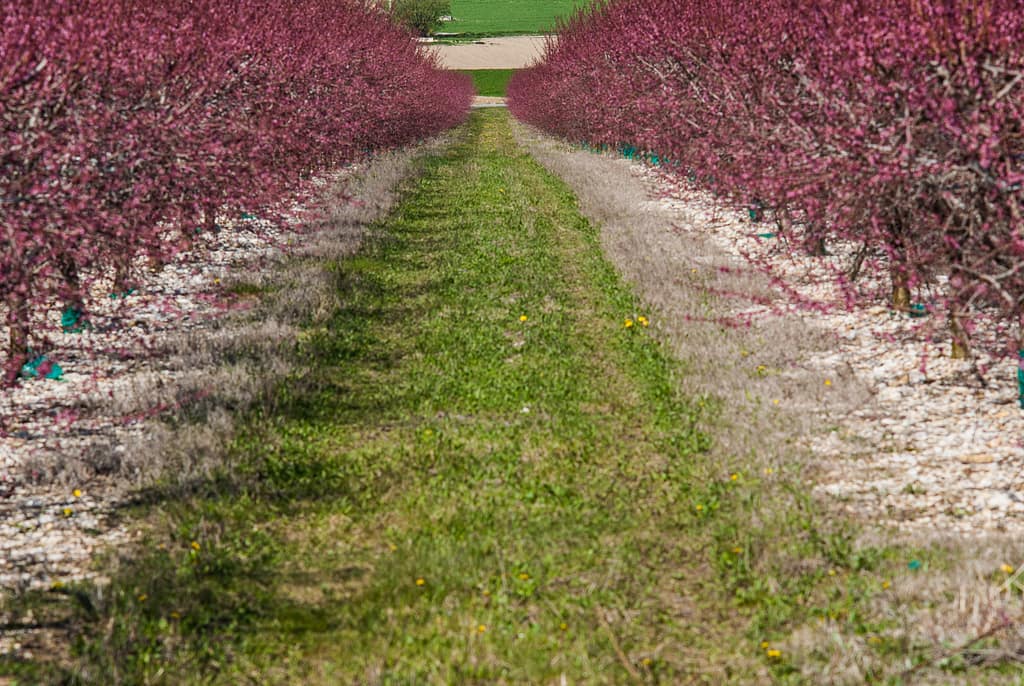 Pfirsichblüten