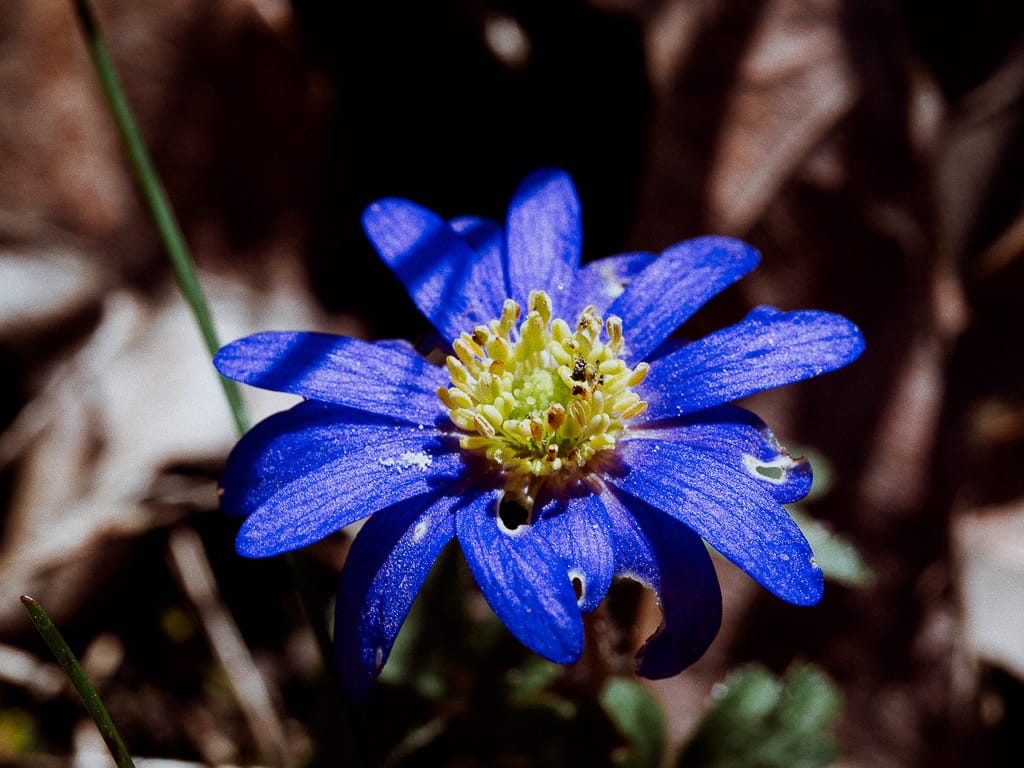 Die blaue Blume als Sehnsuchtsmotiv