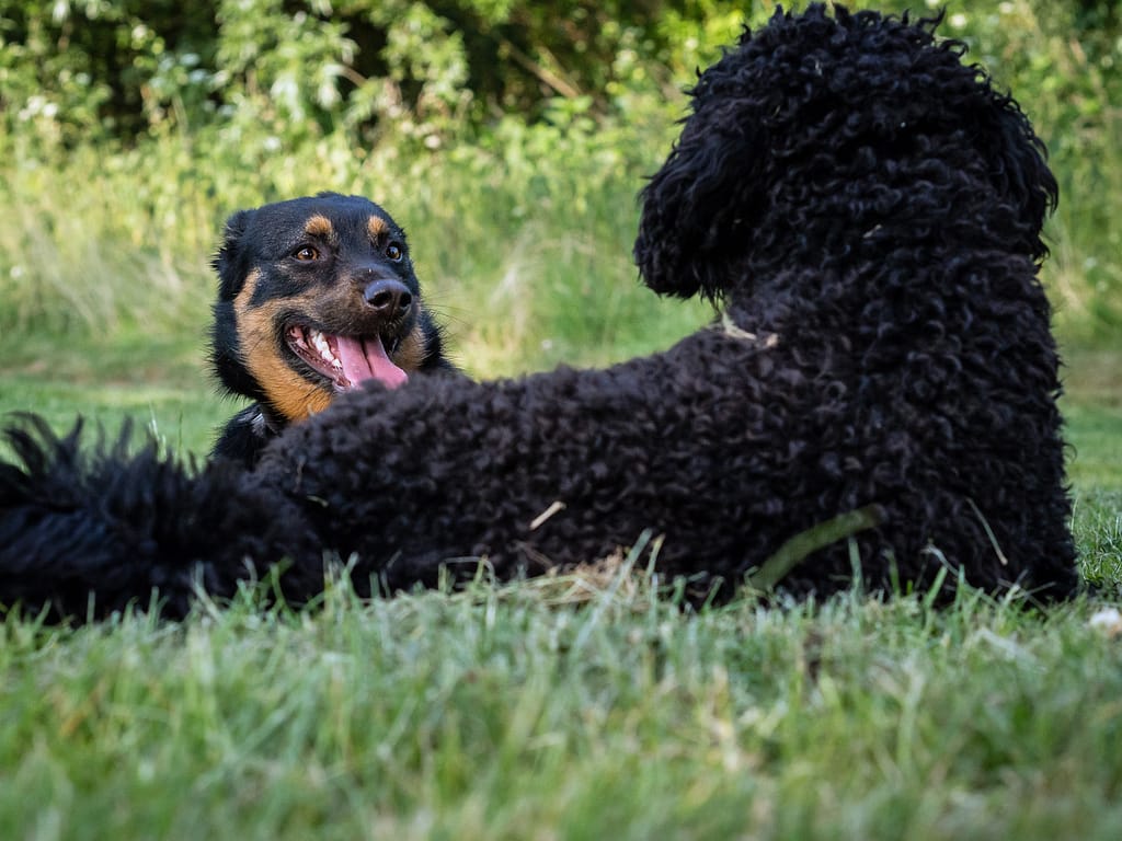 Begegnung : Zwei Hunde blicken sich an