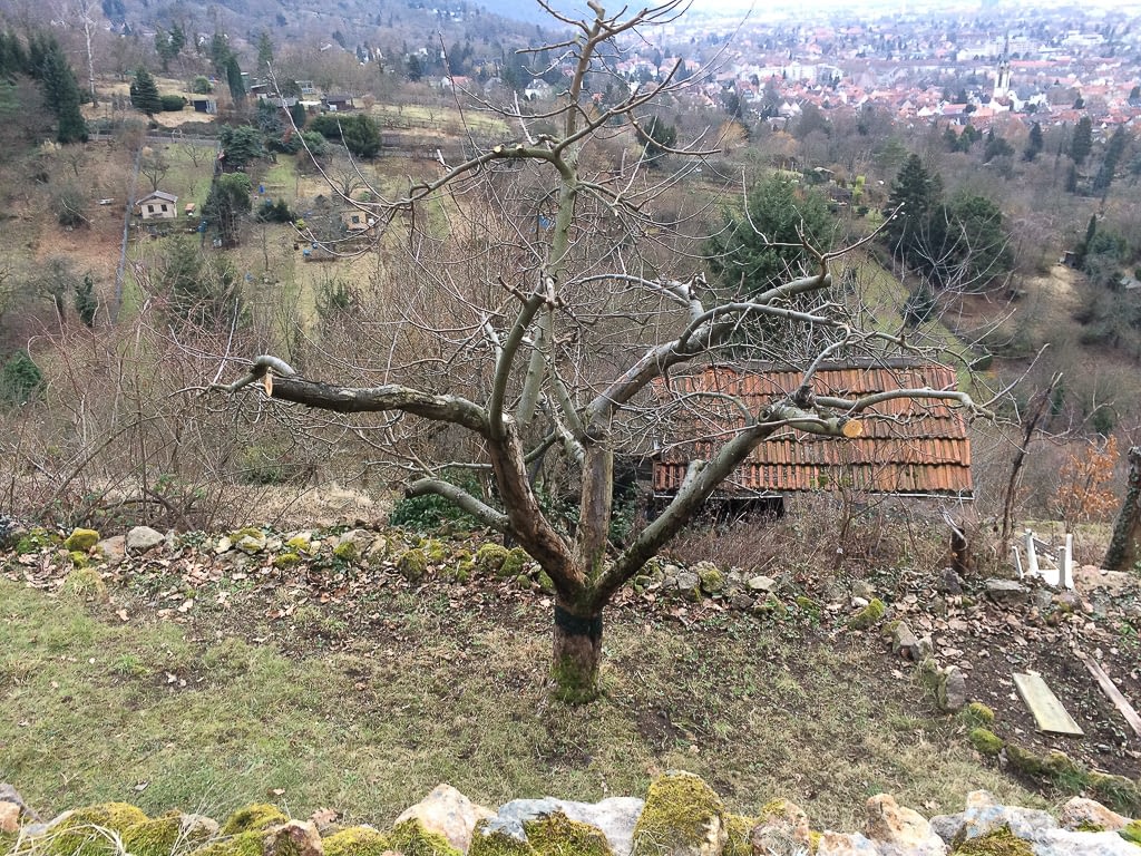 Apfelbaum in den Winters kalten Tagen