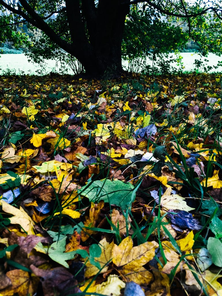 Beide haben recht: Bunte Herbstblätter